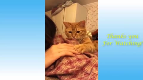 Cat and Owner Funny Interaction