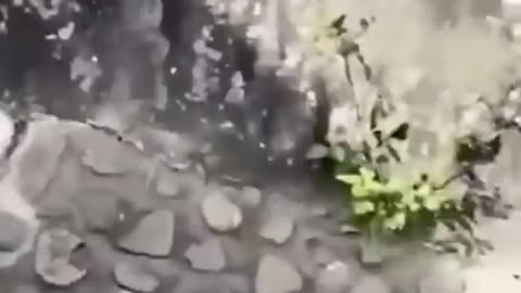 Funny animals video