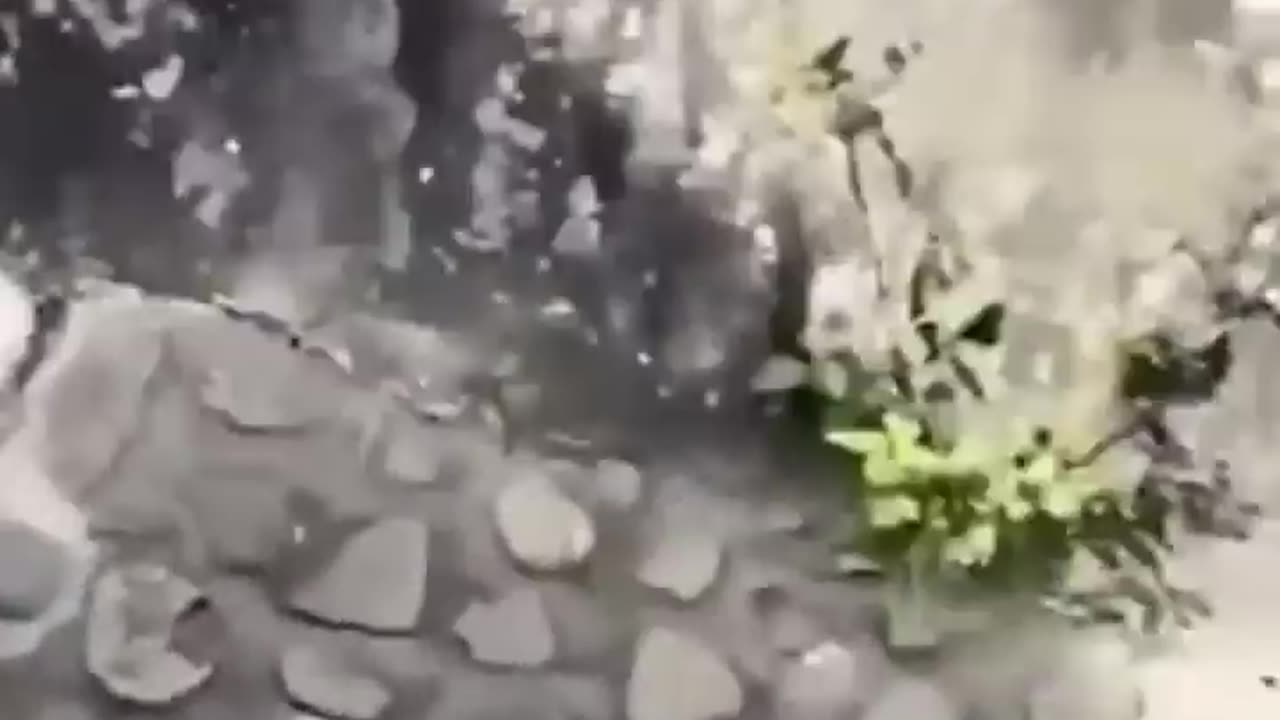Funny animals video