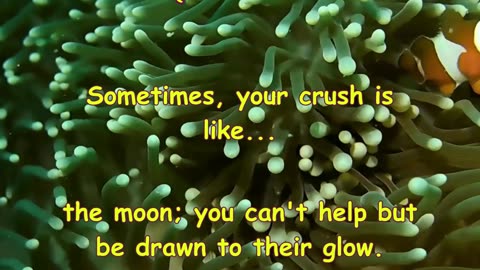 Your Crush