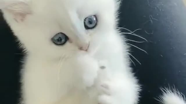 Adorable White Kitty Cat