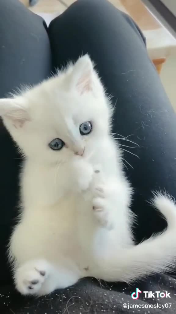 Kitty Rumble Adorable White Kitty Cat