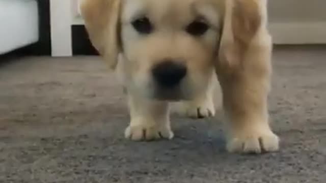 Short cute puppy pt2