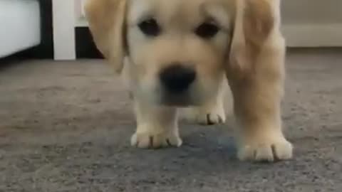 Short cute puppy pt2