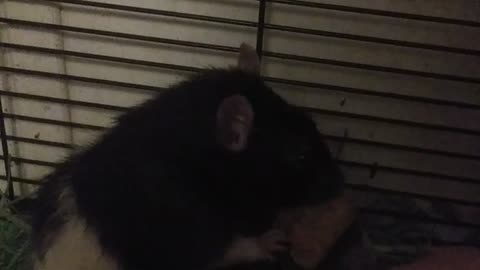 Rat Loves His Peanut Butter
