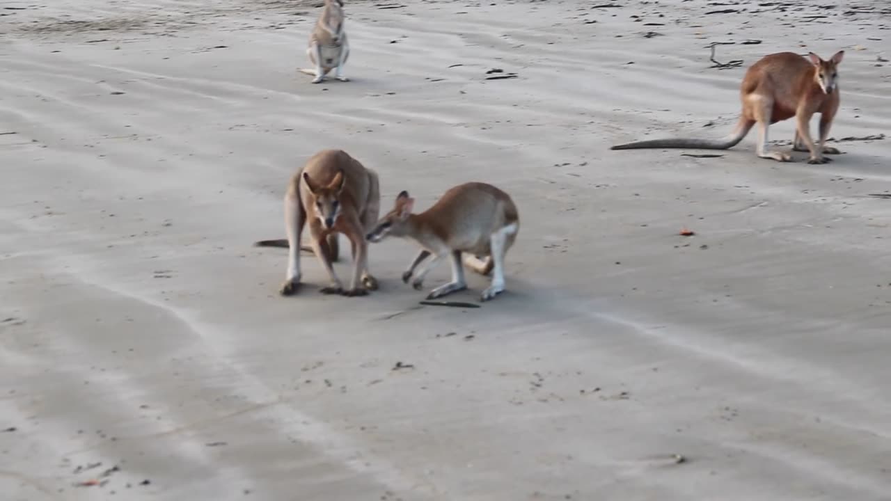 Wallaby fight on the beach ⛱️