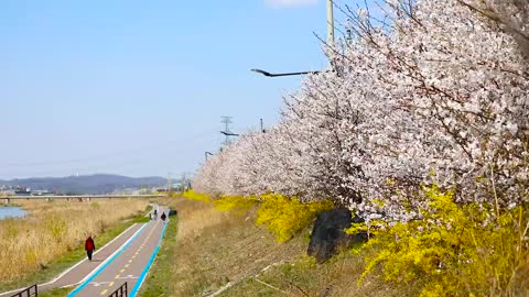 Spring Sakura blossoms