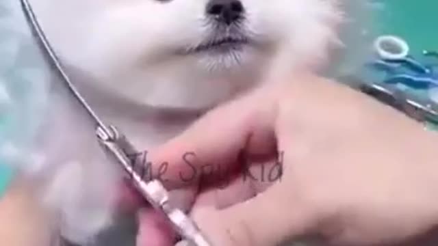 Dog_s love Status Video Cute pomeranian Grooming Status Video Cute puppy video for Whatsapp Status(