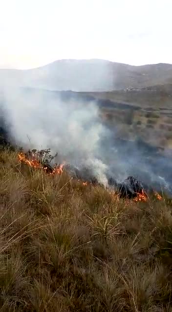 Reportan pérdida de frailejones por grave incendio en el páramo de Berlín, Santander
