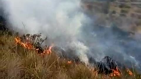 Reportan pérdida de frailejones por grave incendio en el páramo de Berlín, Santander