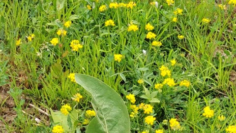 Beautiful Forest flowers