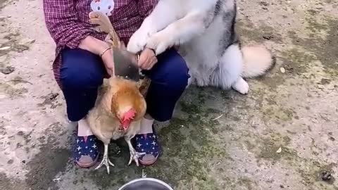 Husky don't mistreat the Chicken. Smart dog moment