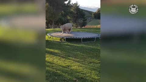 Funniest Animals