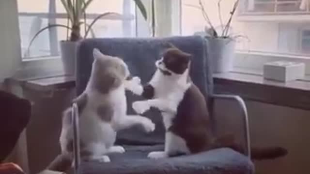 Warning, this cat fight