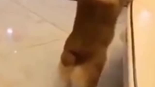 What was his reaction when I saw the dog dancing