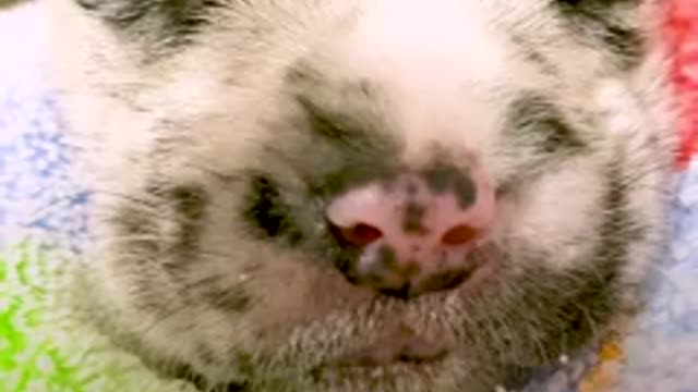 Guess what enormous breed this tiny puppy grows up to be