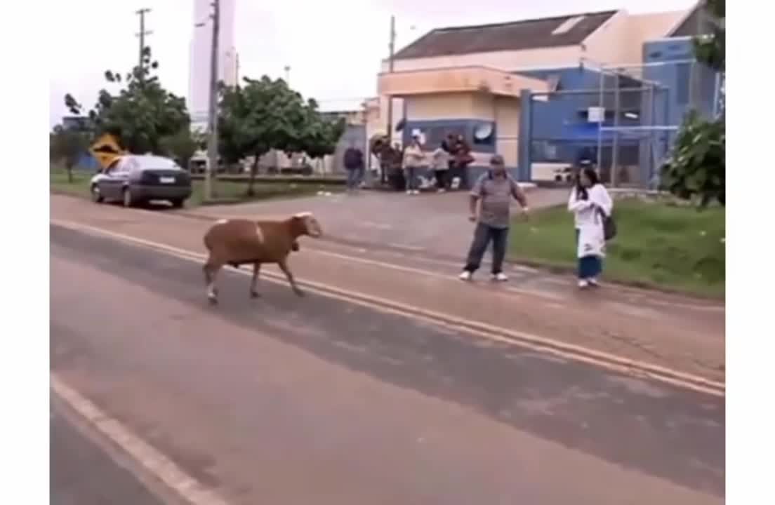 Angry goat vs town