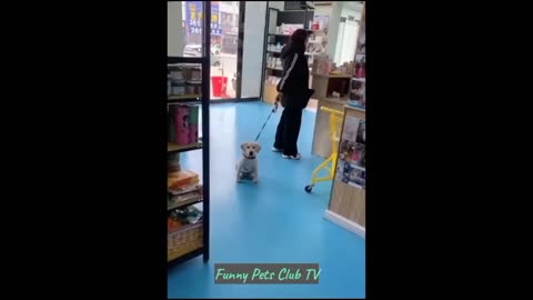 Funny Animal Videos 🤣 Funniest Cats and Dogs Videos 2024 😁