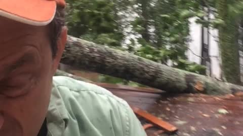 Man Intensely Describes Fallen Tree