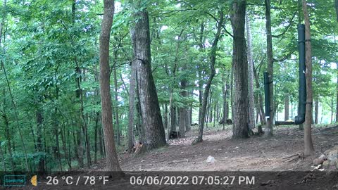 The Woods - 06/07/2022