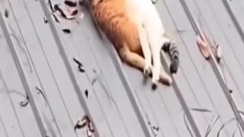 Funny animals