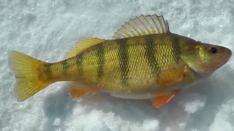 Caught a nice Perch ice fishing