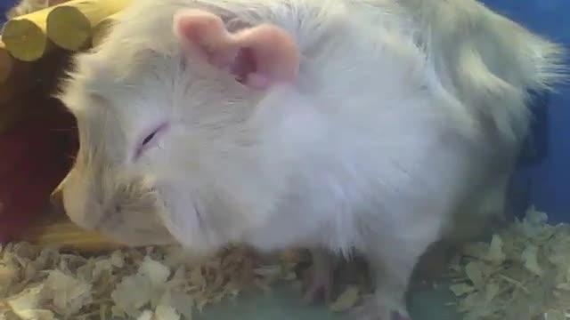 Porquinho da índia abissínio lanchando antes do almoço, muito fofo e lindo! [Nature & Animals]