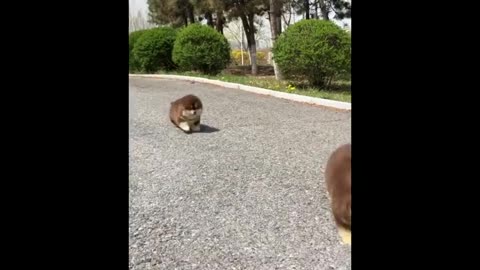 super fluffy cute puppies