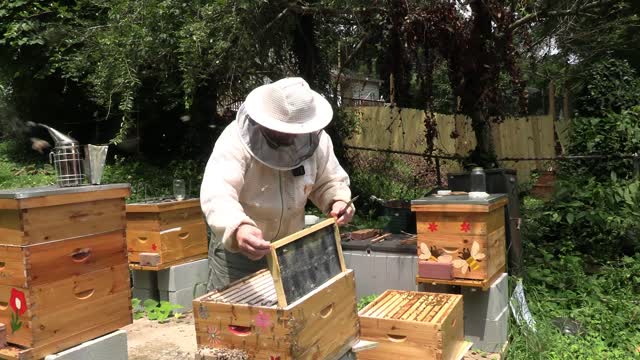 NATURAL ORGANIC VAROA MITE TREATMENT PART 1 !