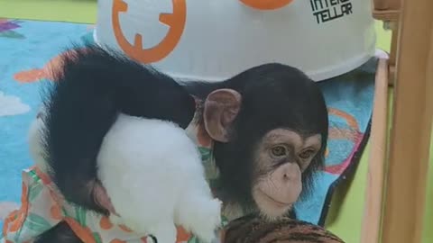 Stumbling little chimp