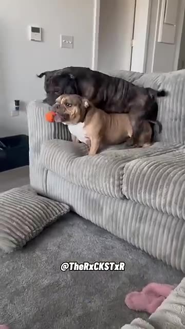 Give me back my ball !!!