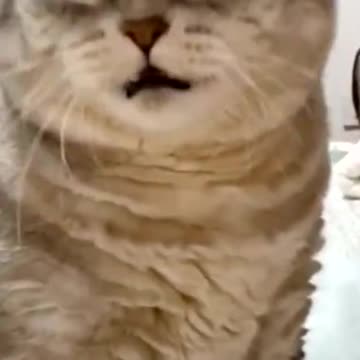 🐱:Don’t touch me.