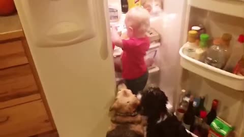 baby sneaks into the refrigerator with pets