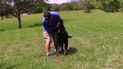 Train your dog to bark on your command