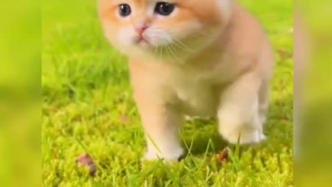 This kitten can really eat, it's delicious, it's the daily life of a cute kitten.