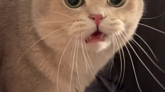 Cat cute 🐱