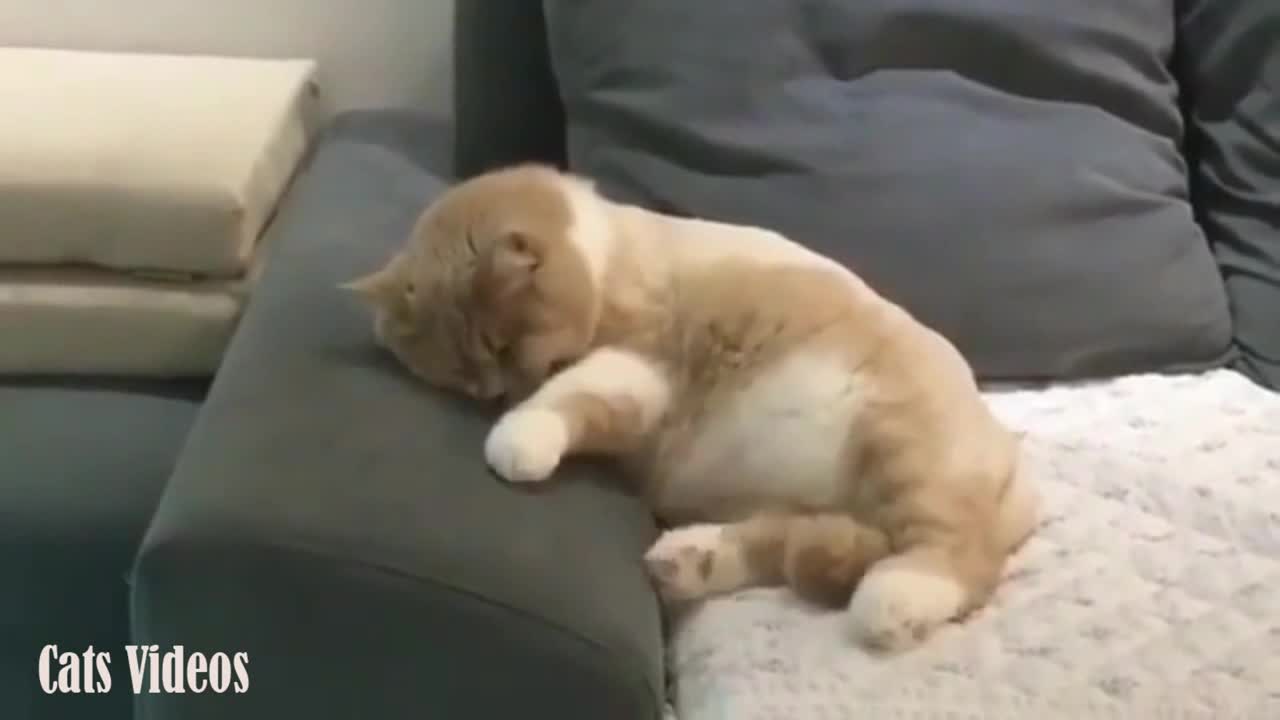 Does This cat Dream of Sleeping on The Couch