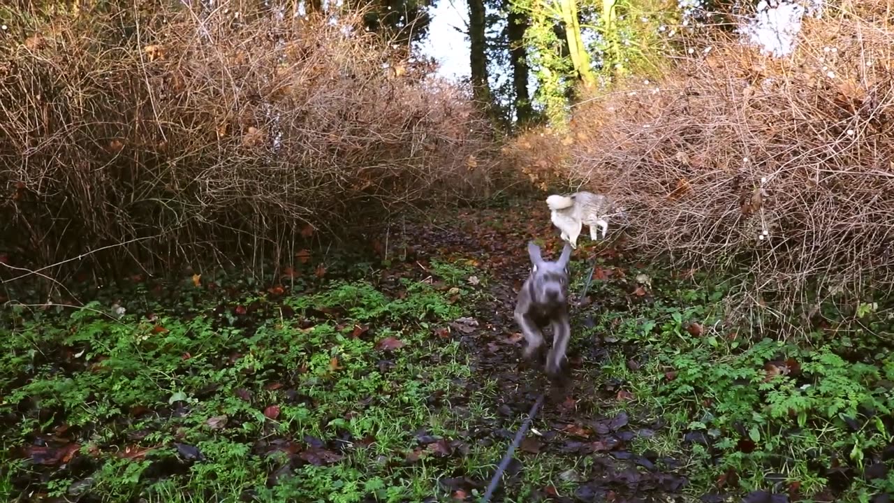 CANE CORSO PUPPIES WOODLAND ADVENTURE!