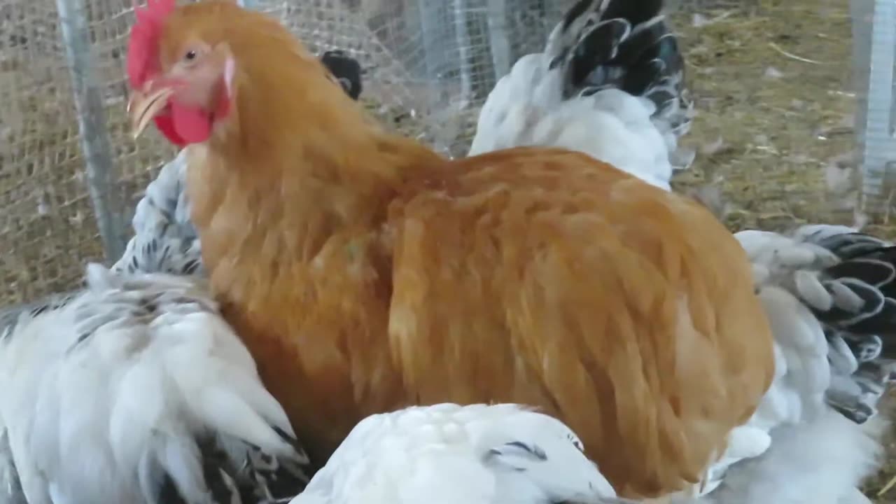 Blue silkie couple, 5-6 months old (1)