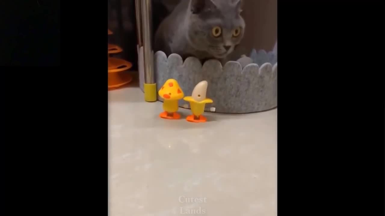 Look at these adorable pets playing with toys, including cats and dogs.