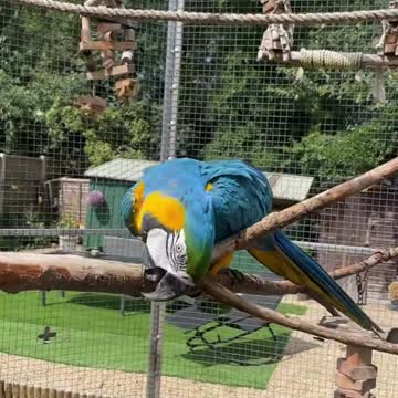 Blu absolutely favourite thing to to is splash around in water and