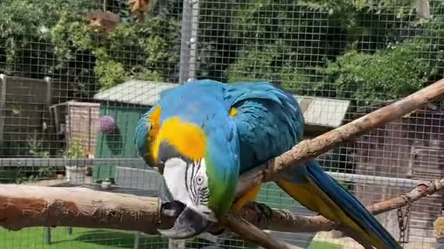 Blu absolutely favourite thing to to is splash around in water and
