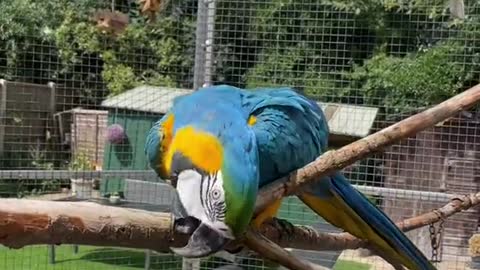 Blu absolutely favourite thing to to is splash around in water and