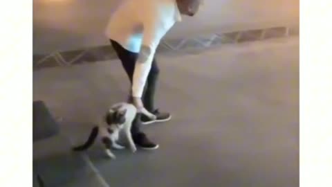 Cats #cats #cats lover animal