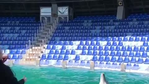 Dolphin Caught a Great Catch