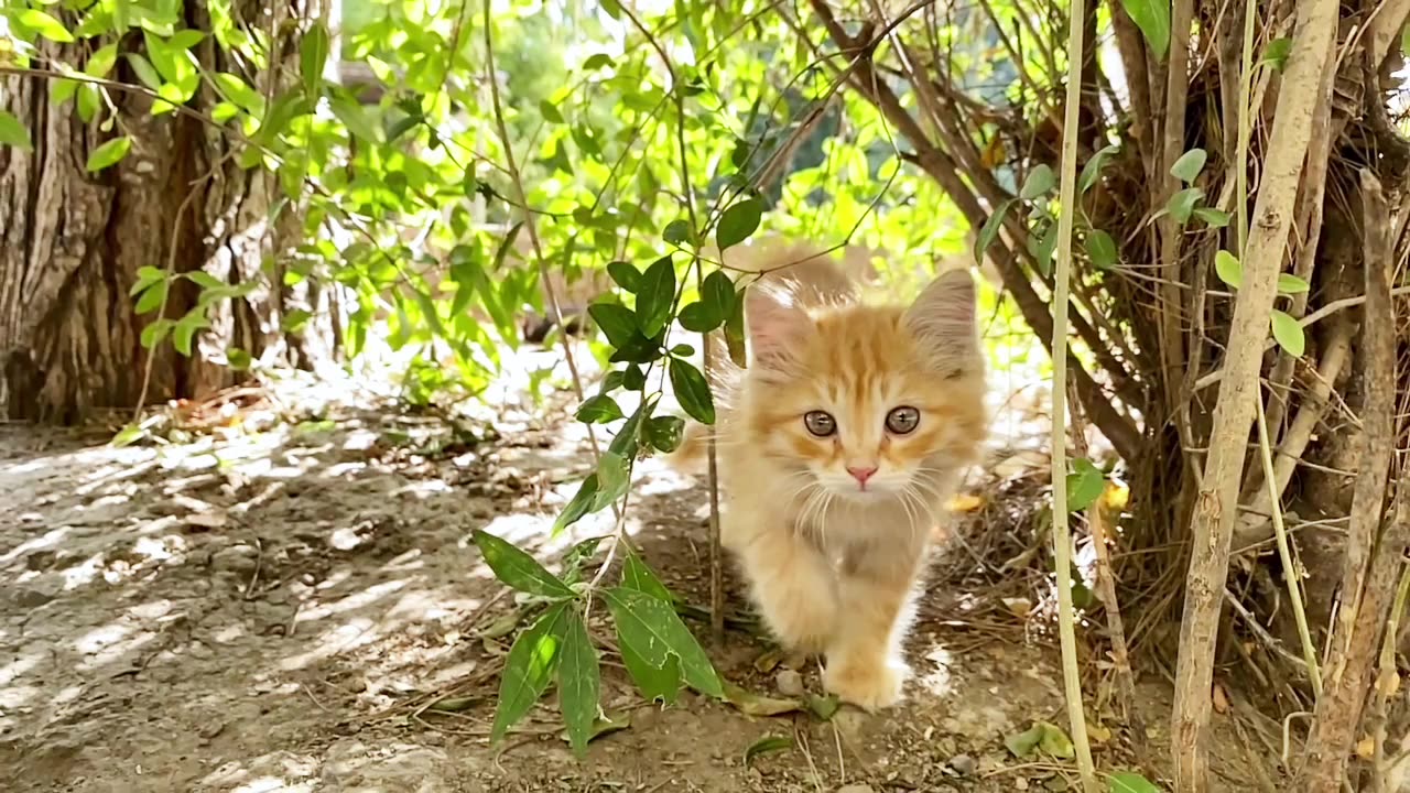 The cat is walking in the green of a very beautiful nature