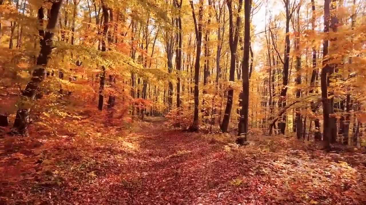 Enchanting Autumn Forests with Beautiful Piano Music