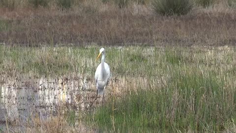 White bird walking the swamp