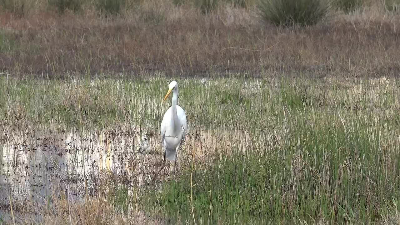 White bird walking the swamp