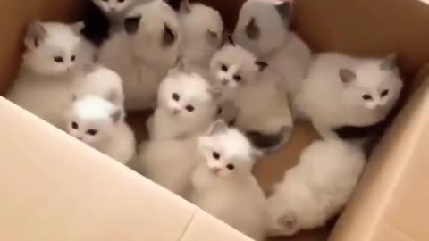 Cute Baby Cat